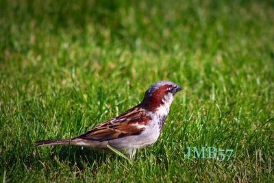 Bird on grassy field