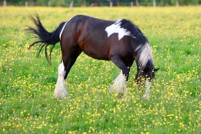 Horse in a field