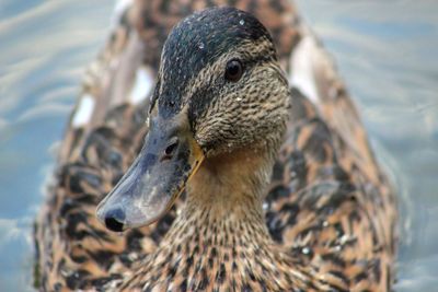 Close up of duck in water