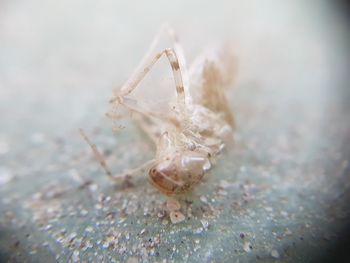 Close-up of spider