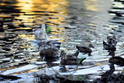 Ducks in a lake