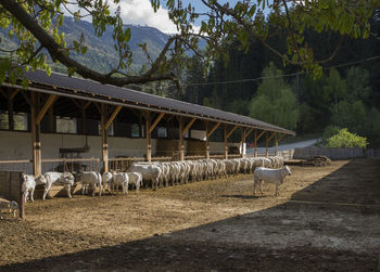 View of cows standing in dairy farm