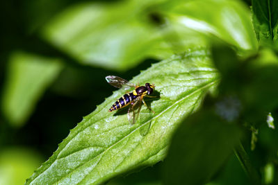 Close-up of insect on leaf