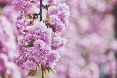 Blooming sakura tree in the park in gdynia