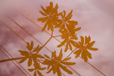 Close-up of autumnal leaves