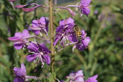 Close-up of bee on purple flowering plant