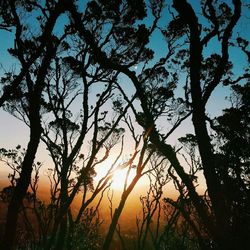 Low angle view of silhouette trees against sky