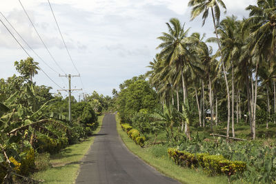 Empty road with power lines, crossing a green exhuberant landscape