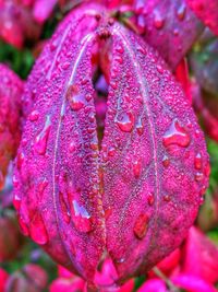 Close-up of wet pink flower