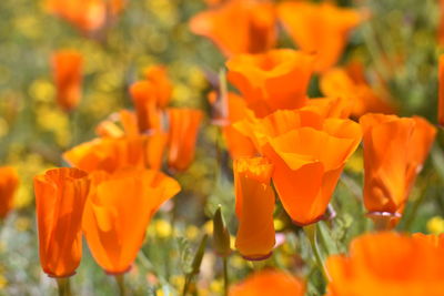 Close-up of orange flowering plants on field