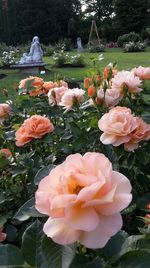 Close-up of flowers blooming outdoors