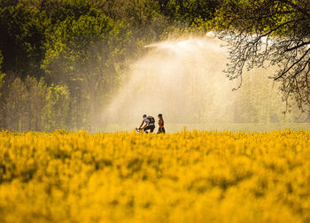 Rear view of people on yellow flowering field