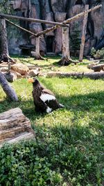 View of bird perching on a field