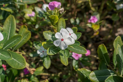 Close-up of flowering plant