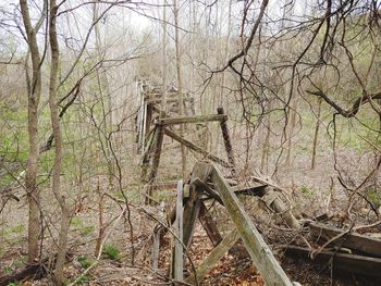 Plants growing on old tree in forest