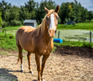 Horse standing in ranch