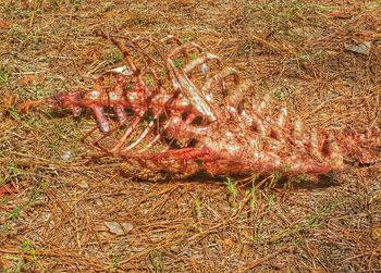 Full frame shot of tree stump
