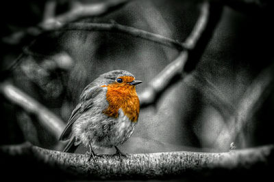 Close-up of bird perching on branch