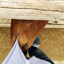 Directly above view of mammal biting shirt at gunma safari park