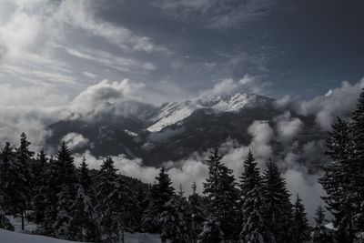 Scenic view of trees in forest against sky