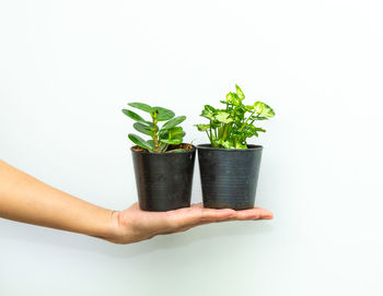 Hand holding potted plant against white background