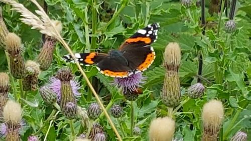 Close-up of butterfly on flower