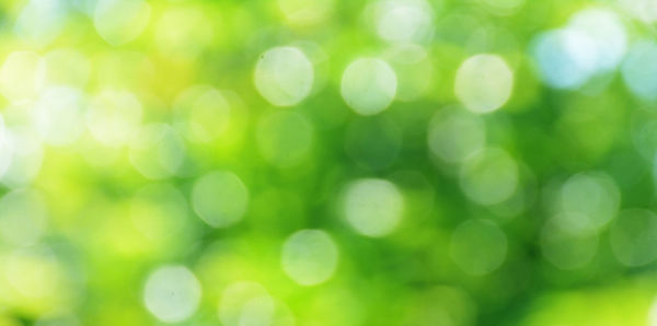 Defocused image of green leaf