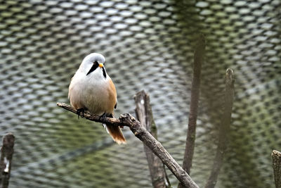 Close-up of bird perching on a fence