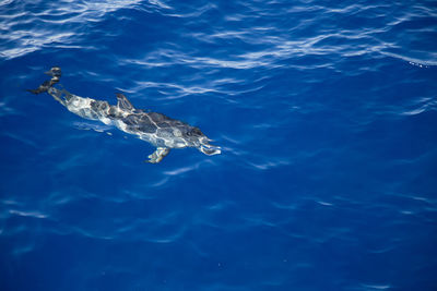 High angle view of turtle swimming in sea