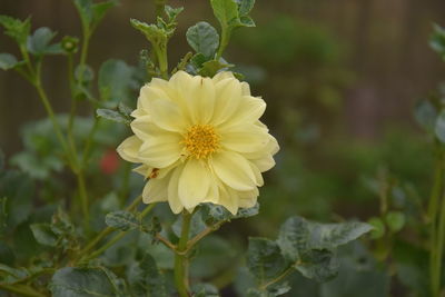 Close-up of yellow flowering plant