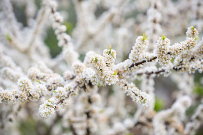 Close-up of white cherry blossoms in spring