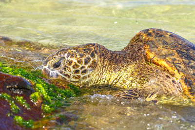 Close-up of turtle in sea