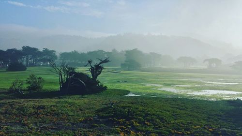 Scenic view of grassy field against sky during foggy weather