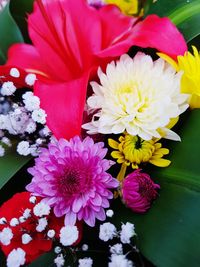 Close-up of pink flowers blooming outdoors