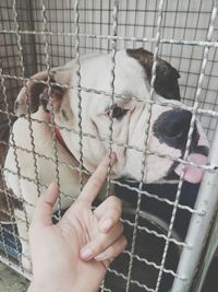 Close-up of hand holding dog