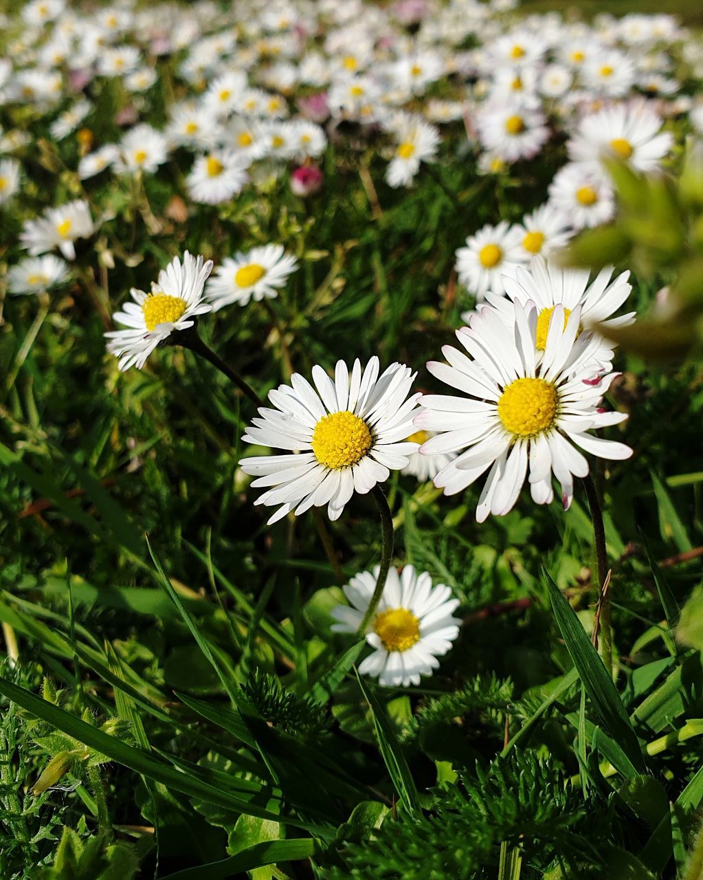 CLOSE-UP OF WHITE DAISY FLOWERS GROWING ON FIELD