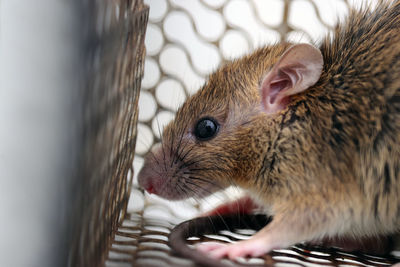 Close-up of an animal in cage