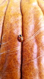 Close-up of ladybug on leaf