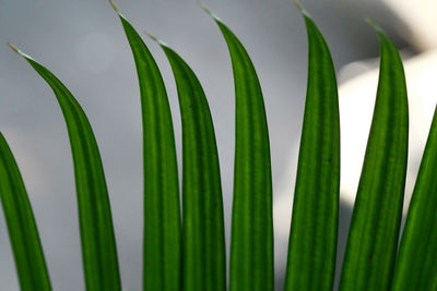 Close-up of palm tree leaves