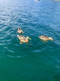 High angle view of duck swimming in sea
