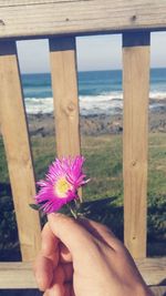 Close-up of cropped hand holding white flower