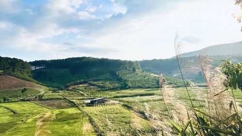 Scenic view of agricultural field against sky