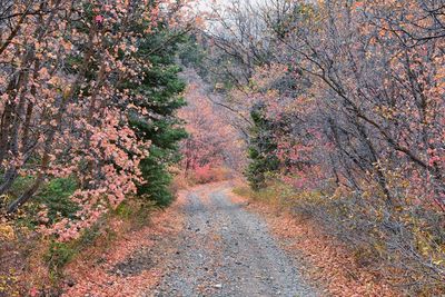 Road amidst trees in forest during autumn