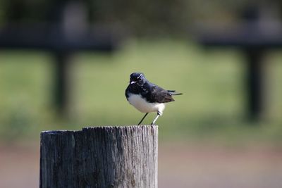 Close-up of bird perching on wooden post