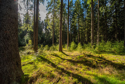Pine trees in forest