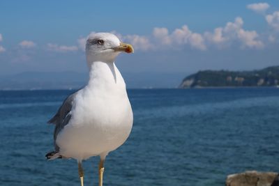 Seagull perching on a sea