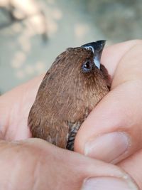 Close-up of hand holding small bird