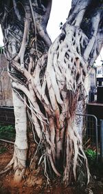 Close-up of tree branch