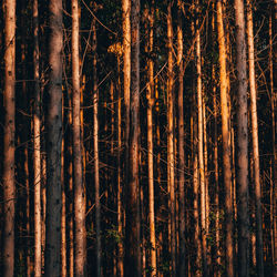 Pine trees in forest