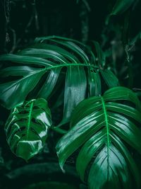 Close-up of fresh green plant